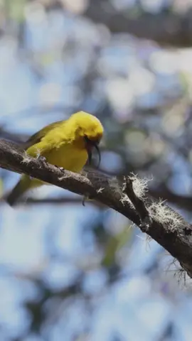When it comes to ʻakiapōlāʻau, you'll most likely hear them before you see them 👂 #AnimalsOfTikTok #ExtraordinaryBirder
