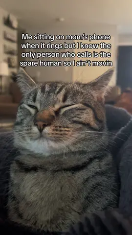 No one wants to talk to you #sparehuman  #cat #cats #catsoftiktok #cattok #pet #pets #PetsOfTikTok #pettok #fyp #tiktok #viral #trending #kitty #kittycat #funny #humor #ringing #phone 