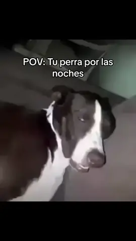 Lulu se la esta pasando bien 🤣 #perro #perros #comida #divertido #paratodos #memes #español #latino #viralespañol #lomejor #regalo #rico