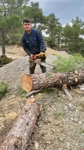 gergaji mesin kayu #mesingergajikayu #mesingergaji #chainsaw #senso #sensostihl #penebangankayu #penebanganhutan #penebanganpohon #tukangkayu #tebangkayujati #tebangkayusengon #pengrajinkayujati #tukangsensokayu #mesinsensomurah 