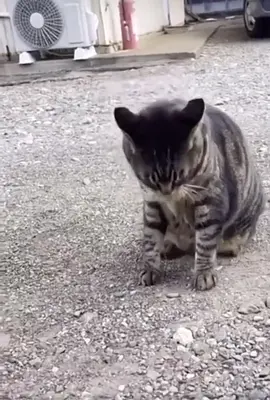 Cat thinks it’s sonic the hedgehog #armadilloballs #sonicspindash #hedgehogballs #catflip #catsomersault #catball 