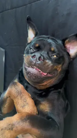 FOUND THIS ON TIK TOK ❤️ #rottweiler #rottweilersoftiktok #PetsOfTikTok #dogsoftiktok #rottiesoftiktok #rottie 