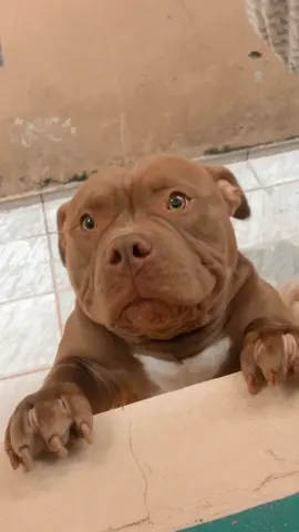 Não resisto a esses olhinhos dele 🥹💙 #americanbully #lyon #dogsoftiktok #doglover #americanbullylover #fy #bestfriend #dogbestfriend 