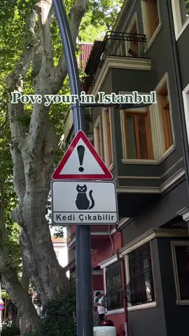 Love them🐾🫶🏻#cat #catsoftiktok #istanbulcats #istanbul #turkey#catlover #cattok 