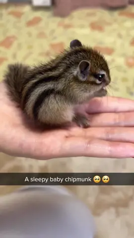 A baby chipmunk for you. 😊 Credit: IG/shima.ame_22  #Haru #the #chipmunk #babychipmunk #cutebabyanimal #babyanimal #chipmunks #cutebabyanimals #chipmunksoftiktok #babies #furrytiktok #animals #pets #nature #tiktok #wildlife #fyp #fypシ #fypage #fypシ゚viral #chipmunkvideos #cutevideos 