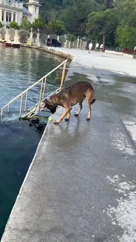 The dog is performing to catch the ball. #foryou #cute #pet #funny #dog #fyp @TikTok 