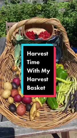 Today’s harvest time includes a giant Chef’s Choice Black tomato, a Long White zucchini, Corbacci peppers, five kinds of berries, and a special appearance by my son who helped me harvest all the colors of potatoes. This harvest basket was heavy! And I love it! #harvesttime #harvestbasket #harvesttok 