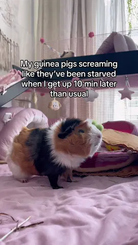 Such dramatic potatoes #CapCut #cuteanimals #guineapigs 