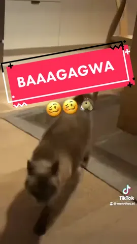 #BAGAGWA REVEAL ::/: NOT TO DAY BUDDY LMOA ,,:/: #mervthecat #siamesecat rewinddddd