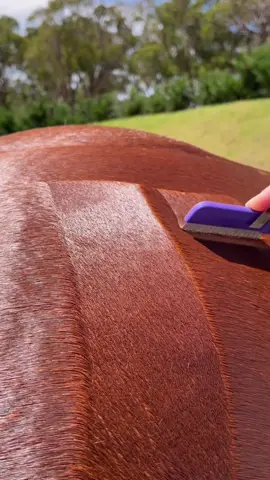 Watching someone comb a horse is my new addiction. (ig/hairy_pony) 🎶: @Lana Del Rey ‘Radio’ #horse #relaxing #oddlysatisfying 
