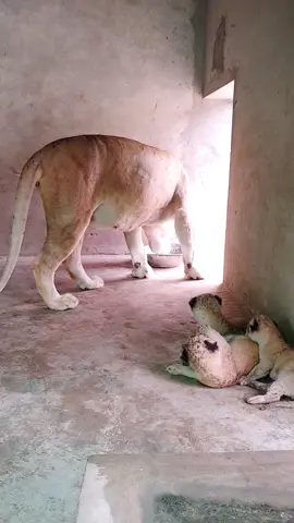 #junglecruise #Foryou #wildlife #breeder #petlover #lovestory 