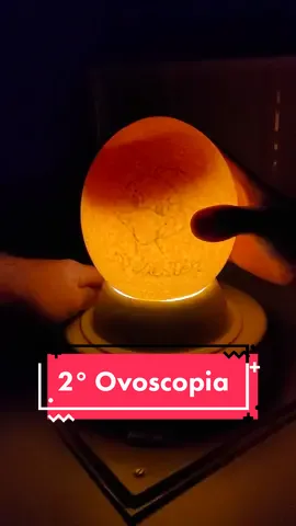 Segunda Ovoscopia dos Ovos de Avestruz. Jaja os irmãozinhos da @Osvaldo Avestruz nascem! 🙈😍 hatch ostrich egg