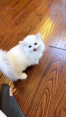 #cute #pets #fyp #cat 