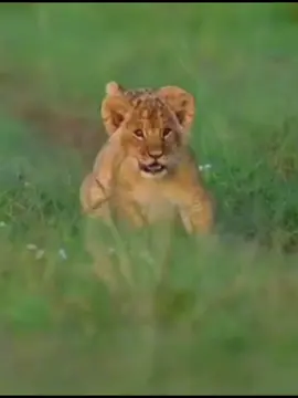 #CapCut #viral #viralvideo #viraltiktok #foryou #foryoupage #fyp #fypシ #fypシ゚viral #mehtabkhan777 @MKDoudzaie 