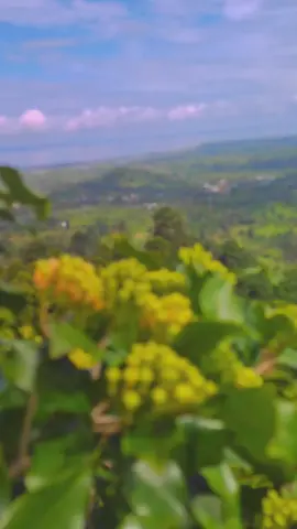 #petani #petaniindonesia🇮🇩🇮🇩🇮🇩🌿🌿 #petanicengkeh #sulawesitenggara 