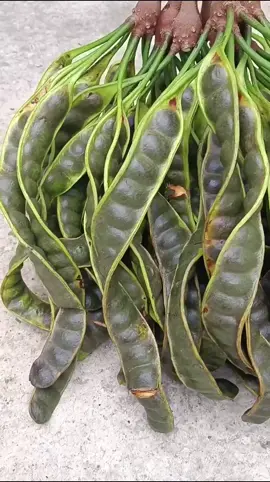 Yang mau pete tua gabung di live ku selarang ya kak, ready stock hari ini kakak .. #petemagetan #pete #petai #petelive #petesuper #babyfever #remimi #petepremium 