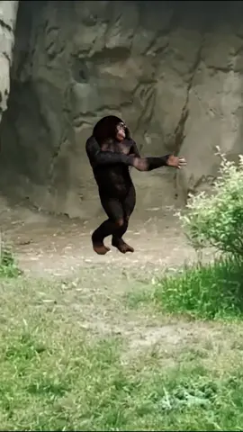 Gorilla dance #funnyanimals #annimal #funnyvideos #gorilla #meme #fypシ #viral