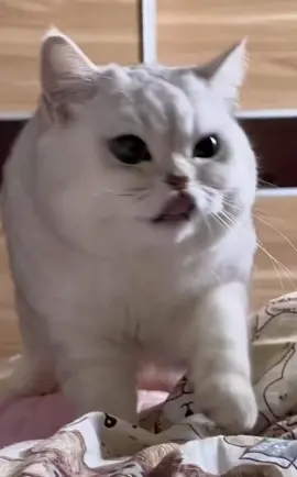 #pet #fyp #cute #fypシ #mèohàihước #mèocute #mèocon #funnyvideos #thucungdethuong #petscute #mèodễthương 