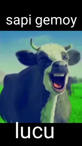 hewan sapi #tiktokhewanlucu #videolucu #hewan #