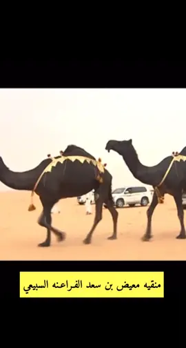 #سبيع #رنيه #الخرمه #الغلبا 