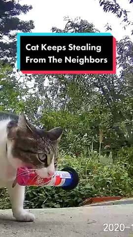 This cat stole stuff from the neighbors to gift to her mom 🤣 @Songs Of My Felines #cats #catsoftiktok #catvideos 