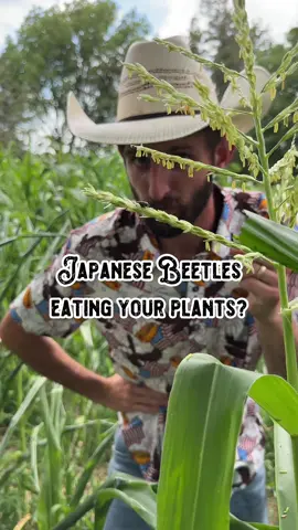 Are Japanese Beetles destroying your garden? 🪲😡 Because their non-native to North America they don’t really have any natural enemies 🫠 Here’s a few tips for getting rid of them 😤 #japanesebeetles #beetle #bug #pests #pest #bugs #insect #insects #garden #gardening #gardeningtips #homestead #plant #plants #plantlover #insecticide #organic #organicgardening #tip #tips #fact #facts #funfact #helpful #farm #homeremedies #DIY #farming #farmer #shilohfarm #farmtok #plantsoftiktok #plantbased #gardentok #gardenproject #gardening101 #gardeninghacks 