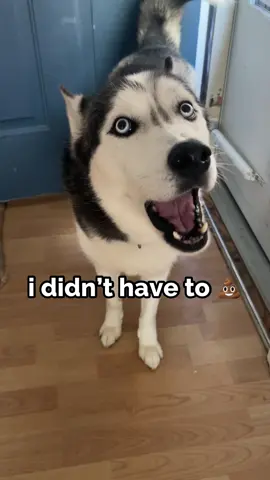 anypawdy else lie about having to 💩? I know hoomans do this at work #funnyvideos #pets #animals #husky 