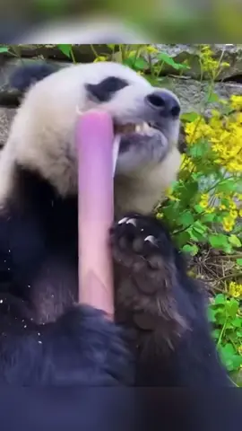 Mukbang măng đêm khuya😃#fyp #xuhuong #tiktok #gautruc #mukbang #panda 