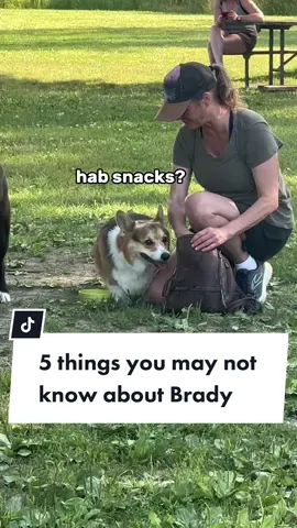 Did you learn anything new about Brady? ☺️ #corgidog #corgis #pembrokewelshcorgi #corgisoftiktok #dogs 