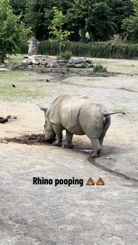 Rhino pooping at Dublin zoo #rhino #fyp #funny 