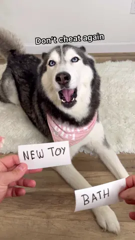 New Left Or Right Challenge With My Talking Husky! 😍 Wait Till The End! 👀