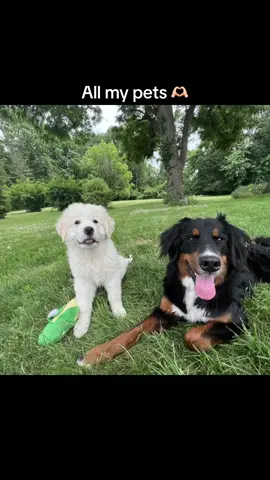 #CapCut #pettok #dog #cats #husky #bernesemountaindog #greatpyrenees #calicocat #orangetabby #aesthetic 