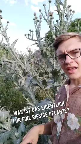 die Eselsdistel ist knuffig 😍 #pflanzen #insketen #blüten #biodiversität #wildtiere 
