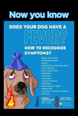 Know the dangers of dog running a fever and take step to prevent it now. #doghealth #healthydog