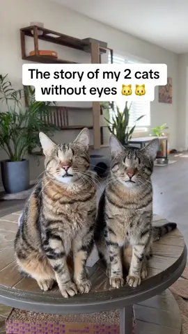 I can’t believe no one wanted them for 2 years 😭 they are perfect #blindcats #rescuestory #rescuecats #specialneedspets 