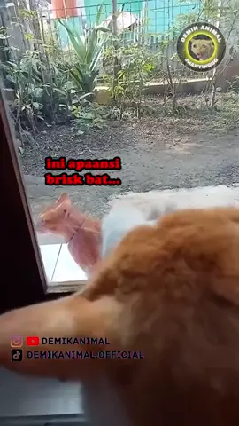 oooo mau kabur lo ya🤣🤣🤣 harey betul🤣🤣🤣🤣 #demikanimalofficial #dubbinganimal #dubbingbinatang #kucing #kucinglucu #ngakak #kocak 