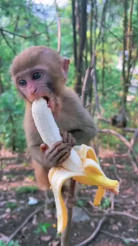 Baby monkey is eating banana, he is happy.                                              #pet #monkey #tiktok #foryoupage #hottopic #babymonkey 