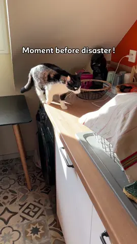 Lilo is always doing stupid things and dirtying the apartment, and now thanks to @ECOVACS we save a lot of time on household chores! 🤗  #ecovacs #DEEBOTT20OMNI #championdeebot 