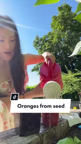Replying to @user4899133546371   #orangetree #garden #fromseed 