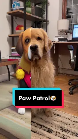 Mini and Tiny gary needed this😁🥰 #pawpatrol #marleynyc #bestkidsshow 