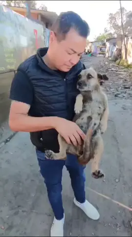 Cadela com tumor mamário  Ainda na comunidade encontramos uma cadela com vários tumores mamários, levei para atendimento veterinário onde passou por exames para passar por cirurgia. Os tumores provavelmente são causados pela vacina anti cio uma bomba de hormônio que ao logo do tempo trás vários problemas para as cadelas e as gatas, a  melhor opção ainda é a castração. Marcel da ong