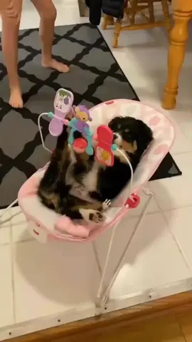 What’s happening here😂 #viral #petlover #fyp #dogsoftiktok #viralvideo #forvou 