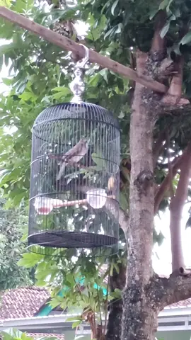 ropel pendek2 dulu #masteranburung #trucukan #trucuk #trucukanmania #kenarimaniaindonesia #masteranburungjuara #ciblekkristal #trucukgacor