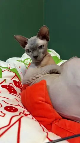 Victoria ain’t got secrets anymore 🫢 #sphynx #cat #catsoftiktok #pet #cutecat #PetsOfTikTok #kitty #meow #funny 