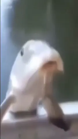 SLURP JUICE SLURP JUICE #viral #fyp #fypシ #meme #synergymemes #memetok #memesdaily #fish #fishtok #fishes 