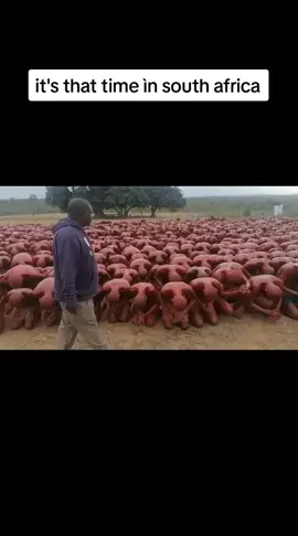 finally the graduates are going home #initiationschool #koma #kabelomanyiki #reslife #SAMA28 