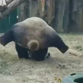 Funny panda #panda #panda🐼 #cute #pandas #funny #funnyvideos 