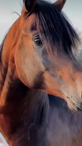 #عاشق_الخيل_nour💖 #الخيل_من_خيالها #tiktokarab #خيل_وخياله🐎 #tiktoklover #اكسبلور_تيك_توك #مشاهدات #اكسبلور #فولو❤️ 