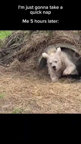 Bro just woke up from 5 year hibernation #bear #hibernation #sleep #cute #meme #foryou 