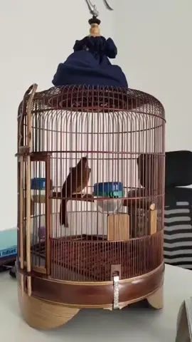 WAMBI GACOR MEWAH #gacor #kicaumaniaindonesia #burung 